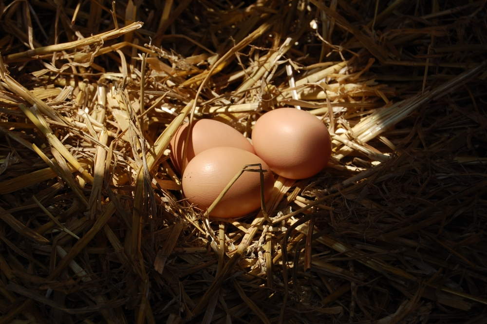 eggs-and-produce-provided